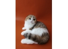 Дивные шотландские котята из питомника